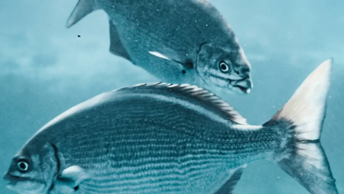 Imagem astrológica do signo de Peixes