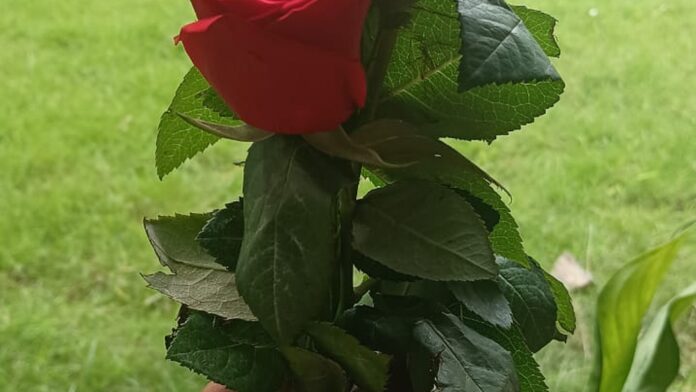 Ramo de rosas vermelhas